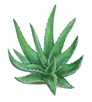 Aloe vera in Proctonic