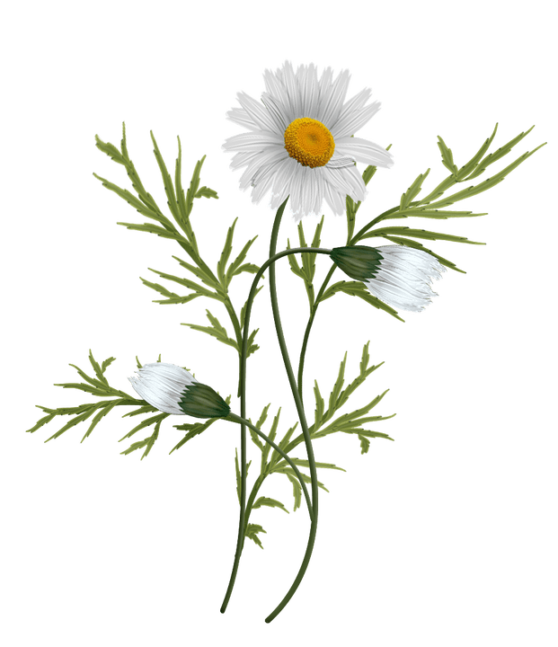 Chrysanthemum in Proctonic